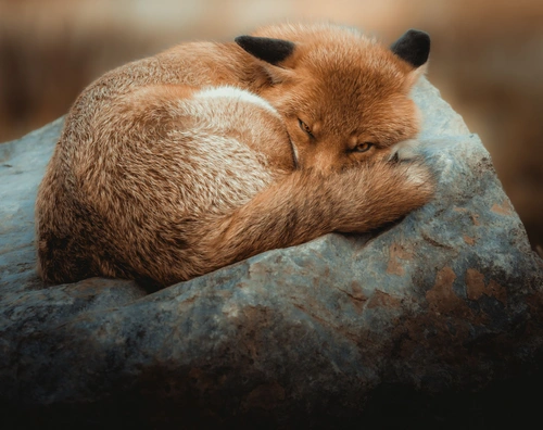 Why Do Animals Sleep Explanation for Kids