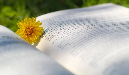 Dogs, Boys, and Other Things I've Cried About Book Review What Fostering Taught Isabel Klee About Love